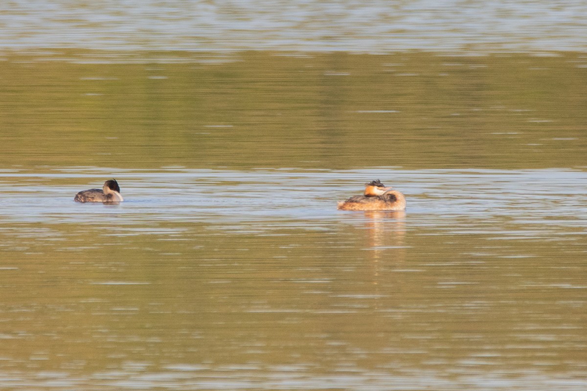 Great Crested Grebe - Jeff Hullstrung