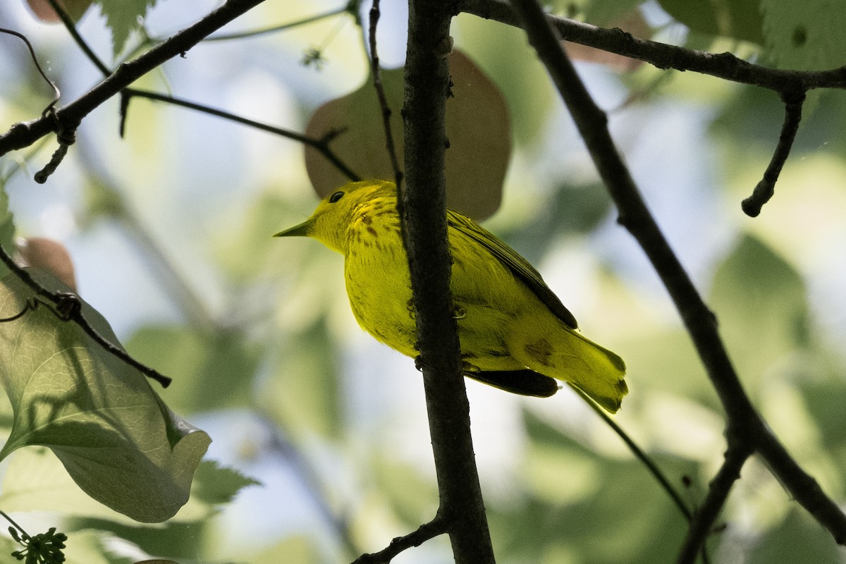 Paruline jaune - ML618370609