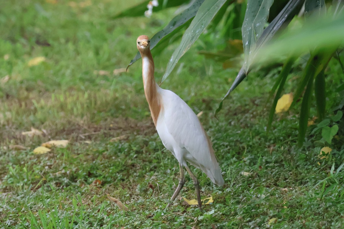 Eastern Cattle Egret - ML618370613