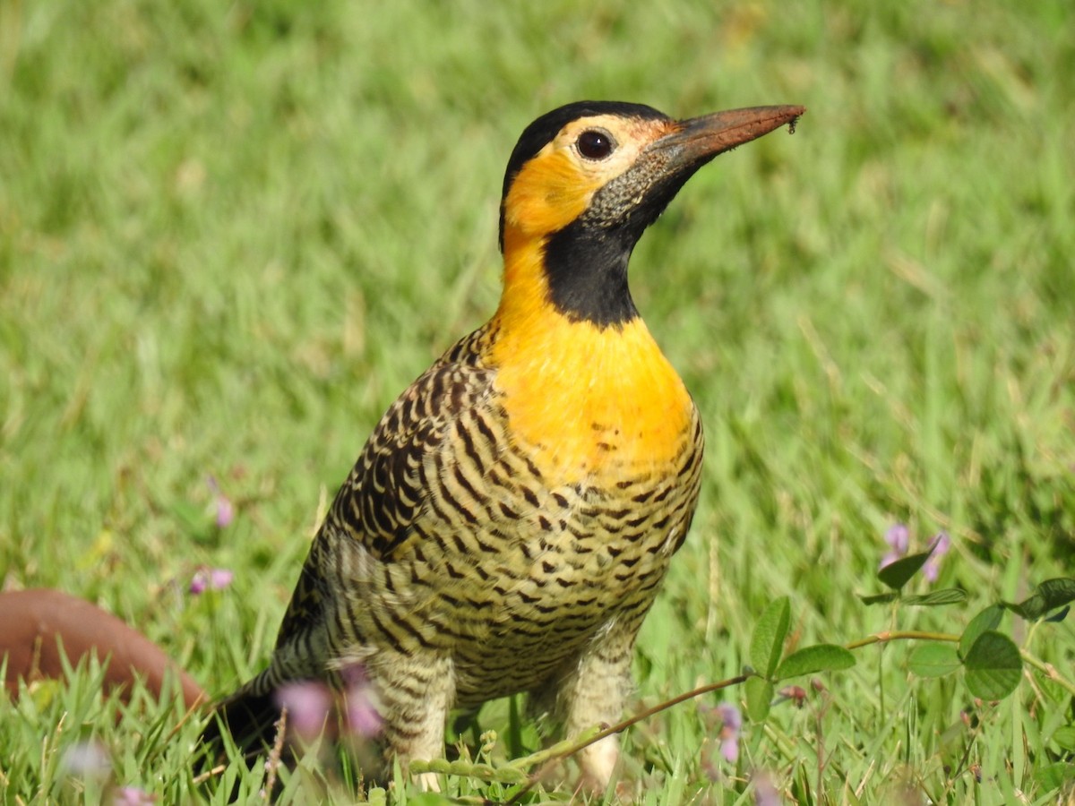 Campo Flicker - ML618370626