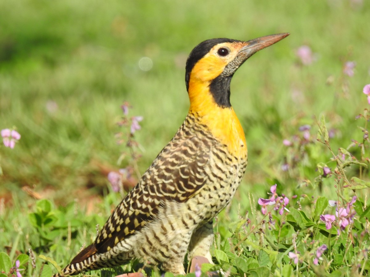 Campo Flicker - ML618370627