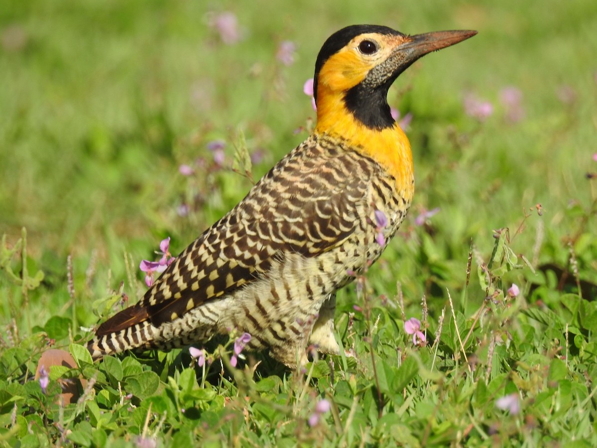 Campo Flicker - ML618370628