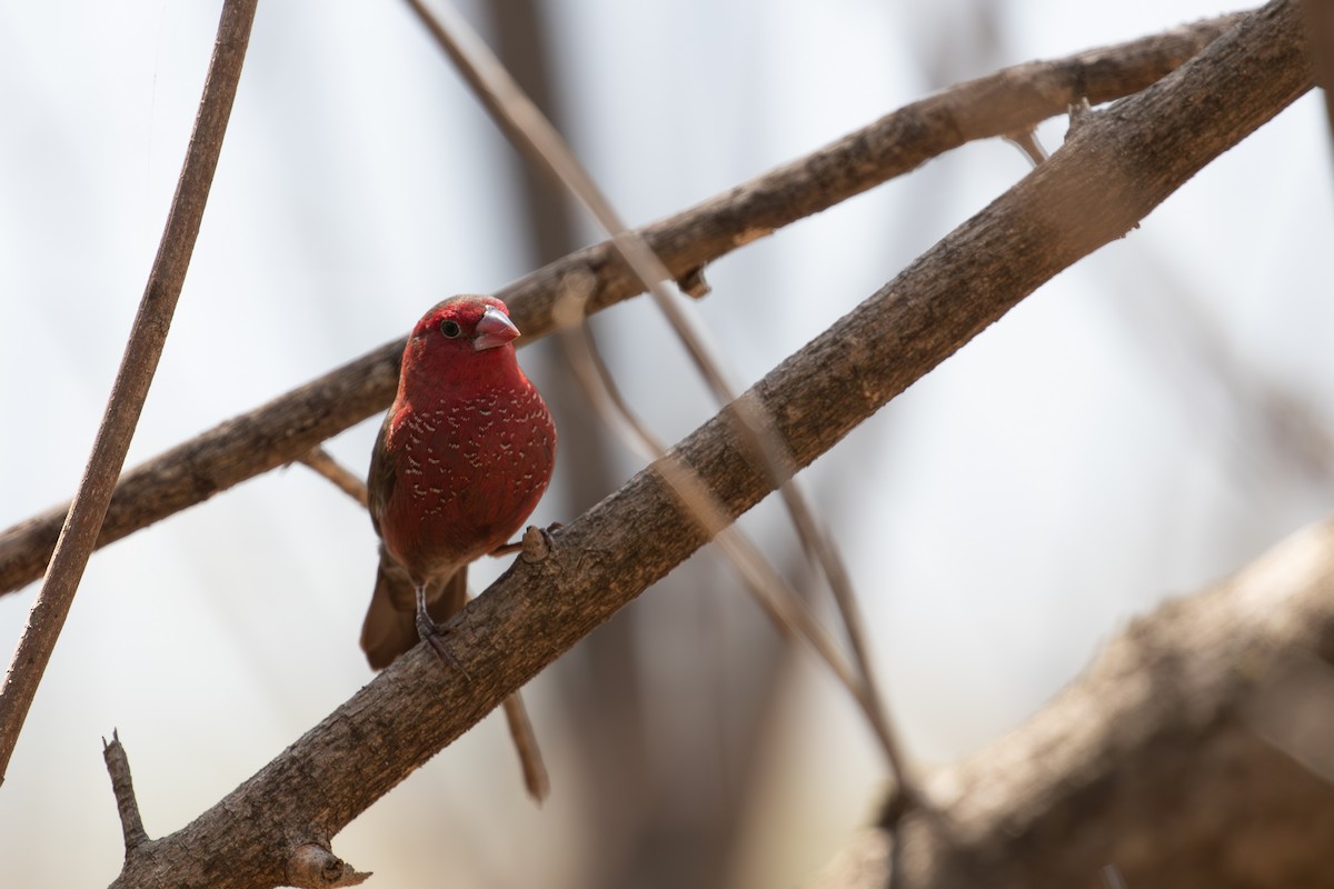 Bar-breasted Firefinch - ML618370631