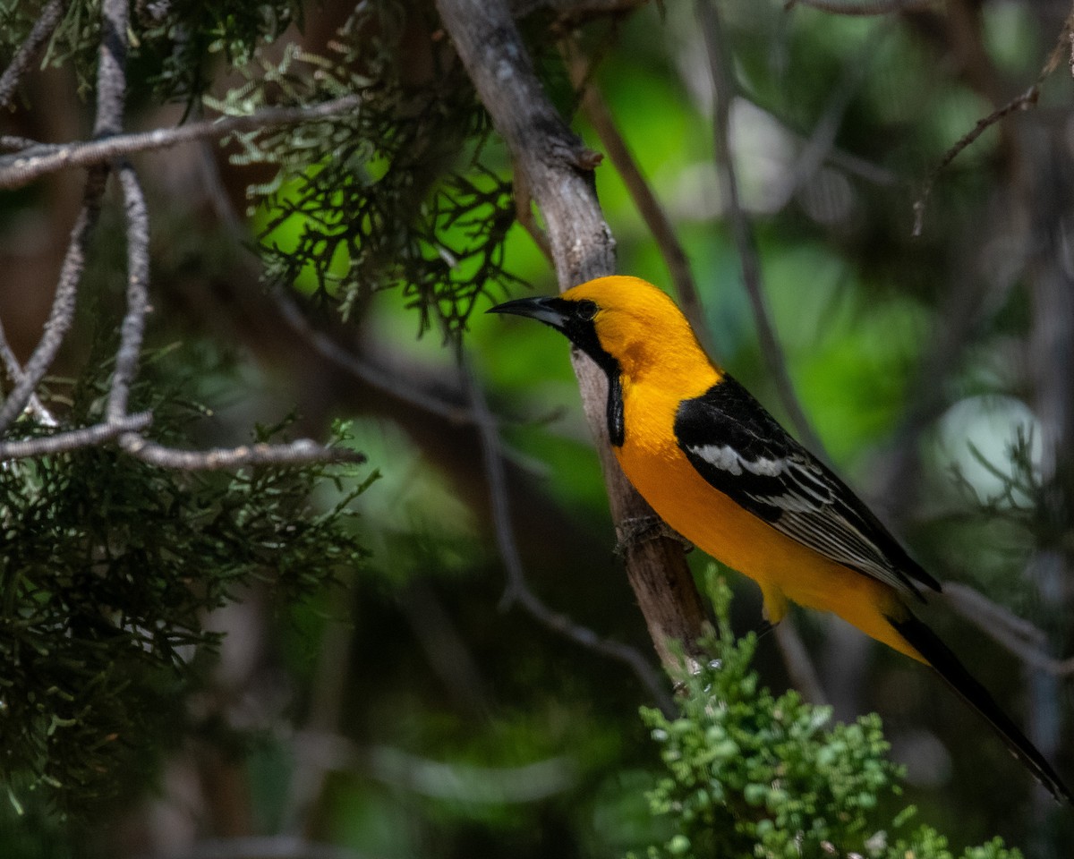 Hooded Oriole - ML618370650