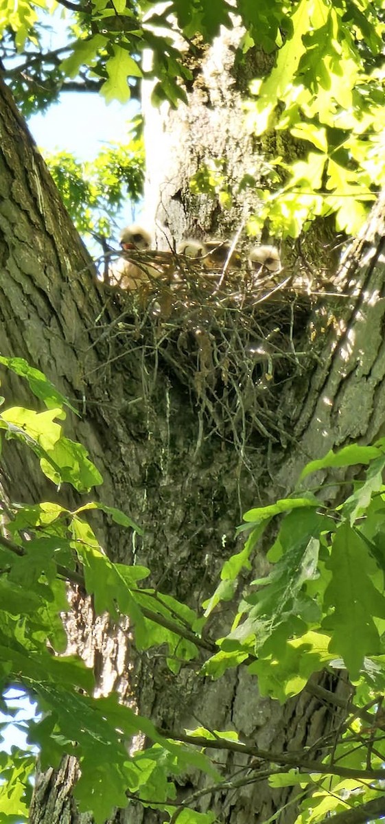 Red-shouldered Hawk - Anonymous