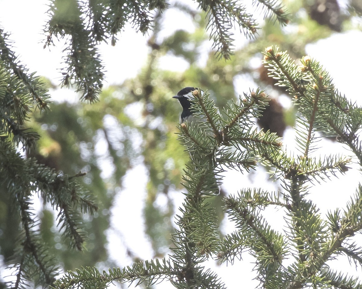 Coal Tit - ML618370668