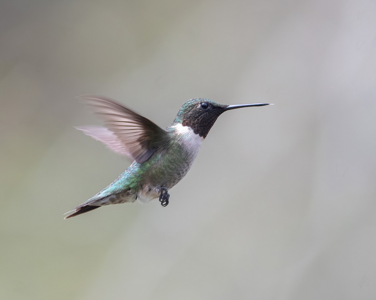 Ruby-throated Hummingbird - ML618370702