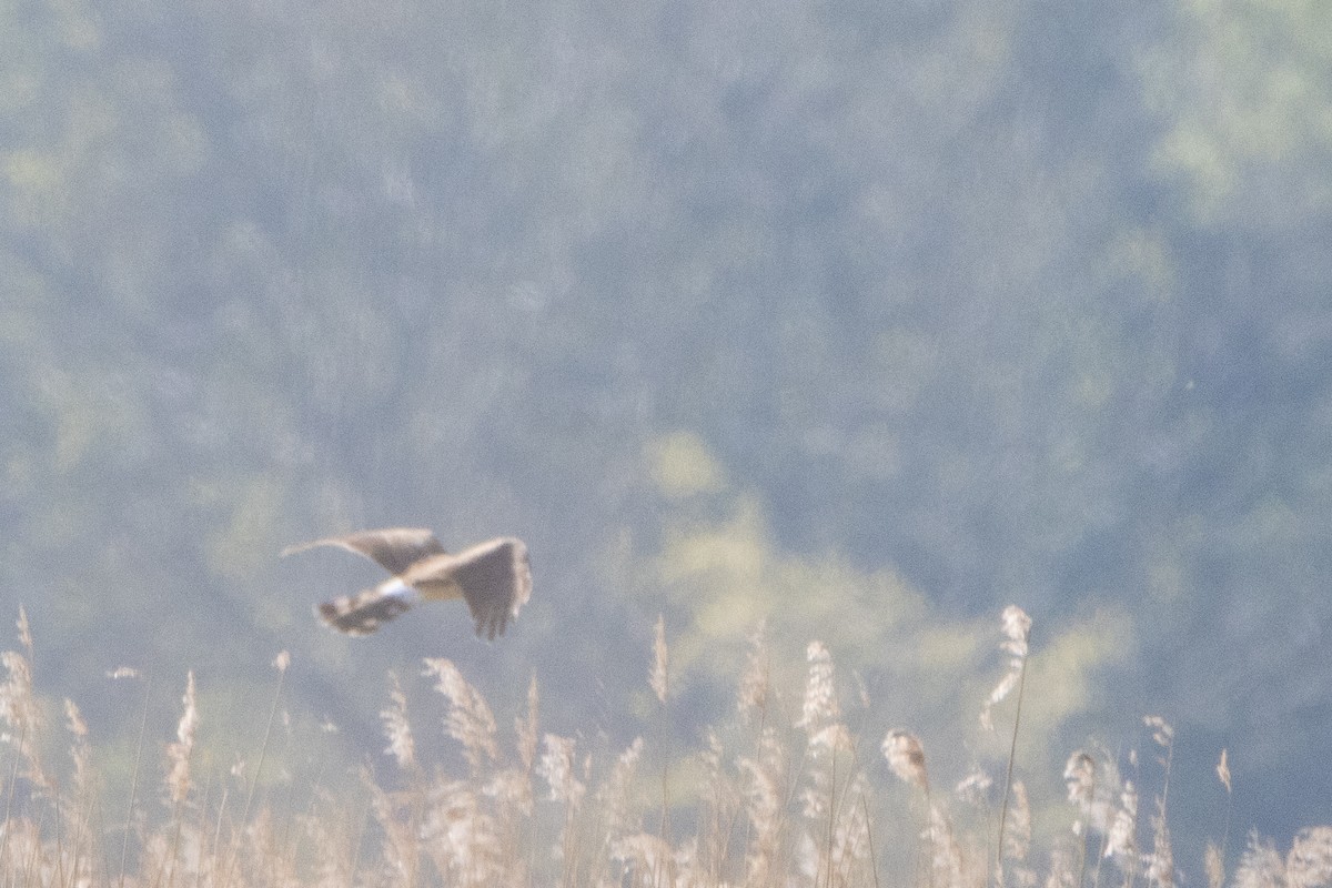 Hen Harrier - ML618370724