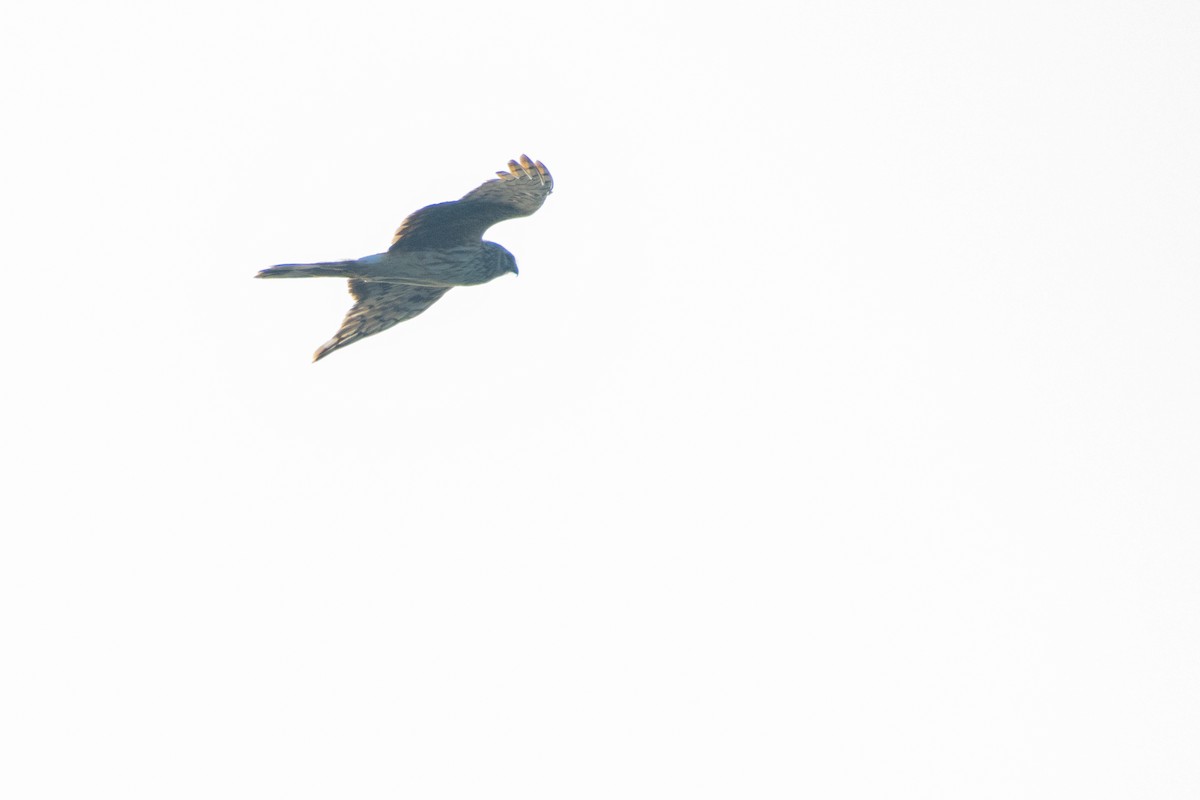 Hen Harrier - ML618370725