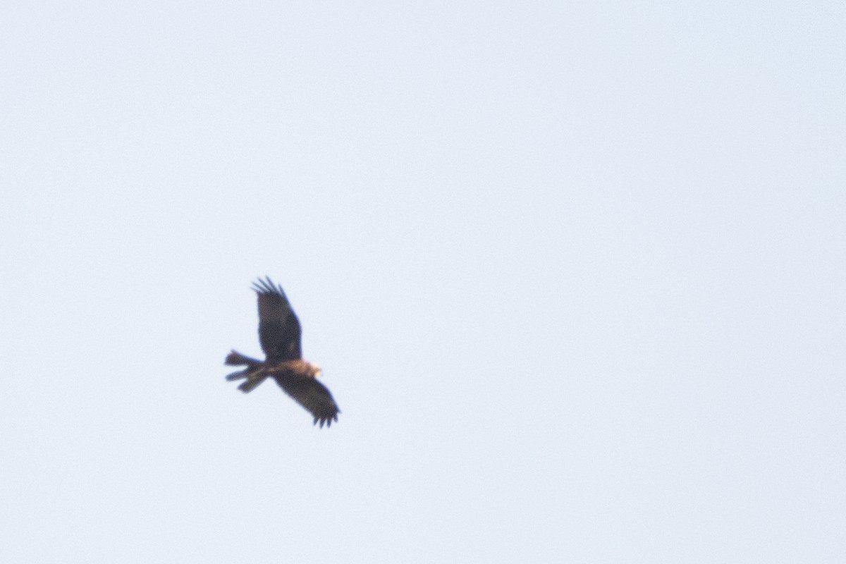 Western Marsh Harrier - Jeff Hullstrung