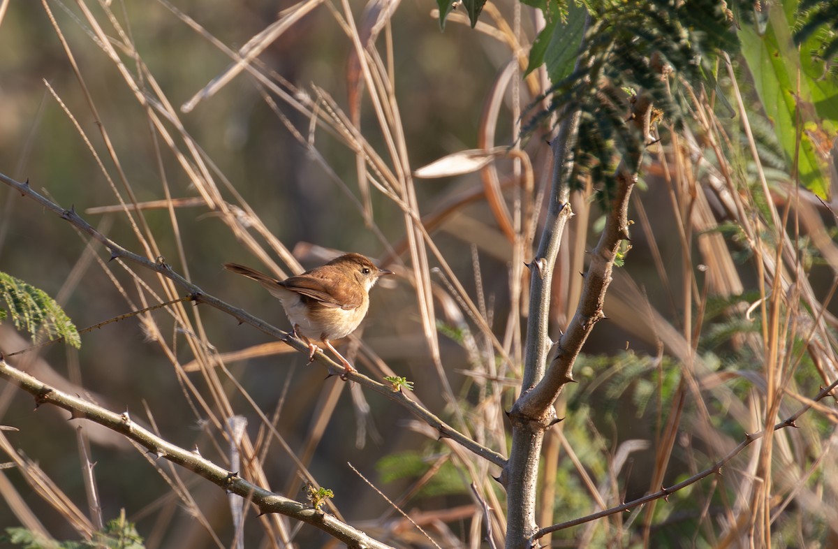 Foxy Cisticola - simon walkley