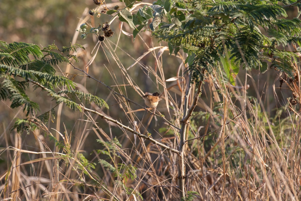 Foxy Cisticola - ML618370741