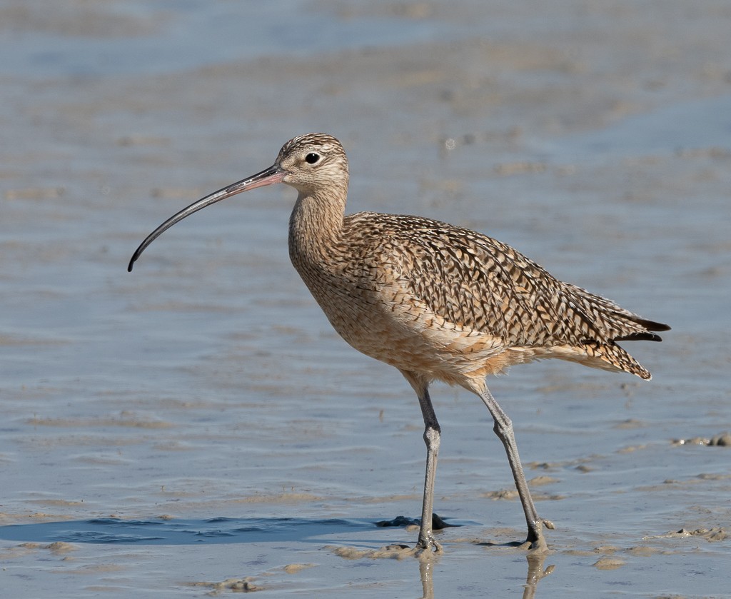 Long-billed Curlew - Kevin Rutherford