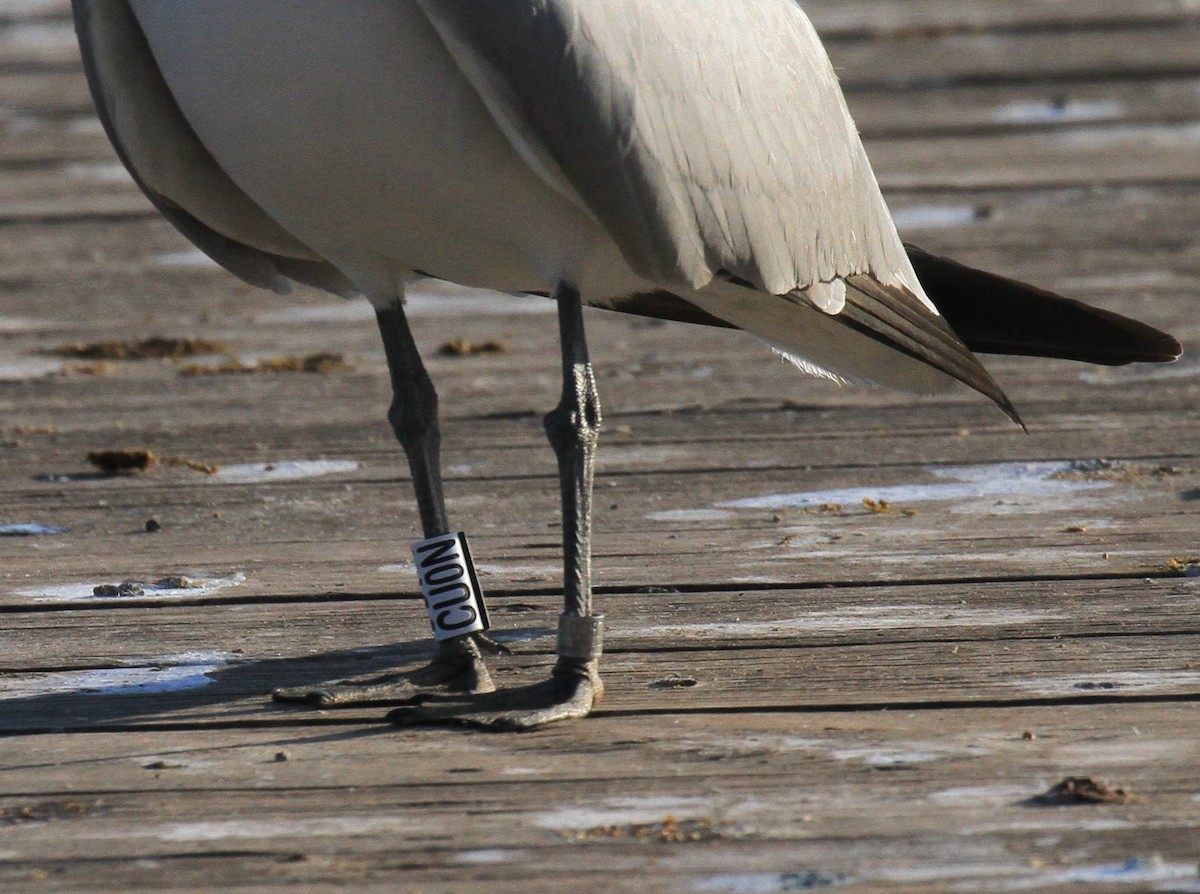 Gaviota de Audouin - ML618370764