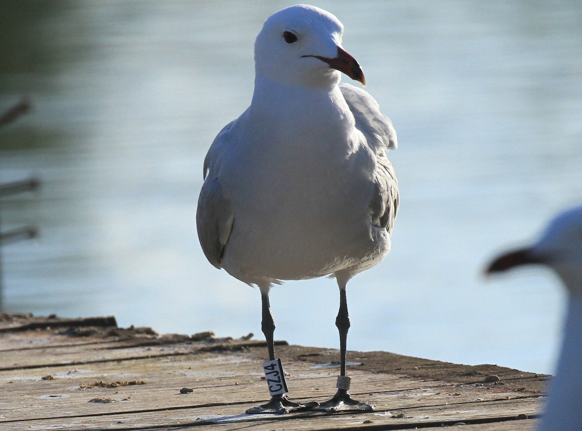 Gaviota de Audouin - ML618370765