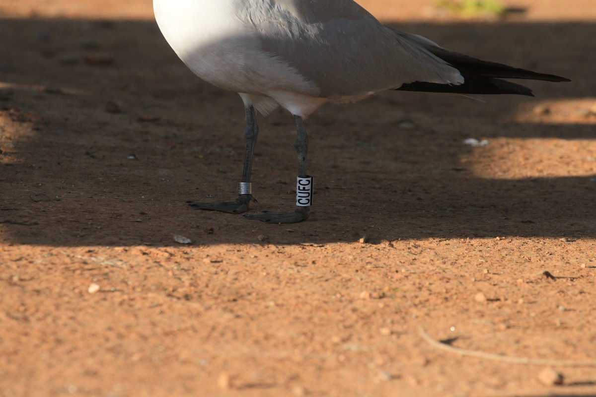 Audouin's Gull - ML618370767