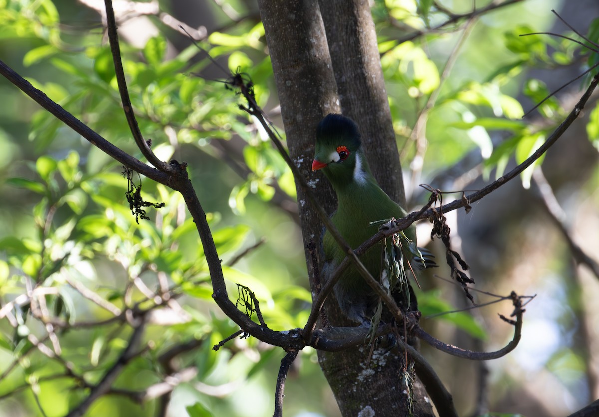 Turaco Cariblanco - ML618370776