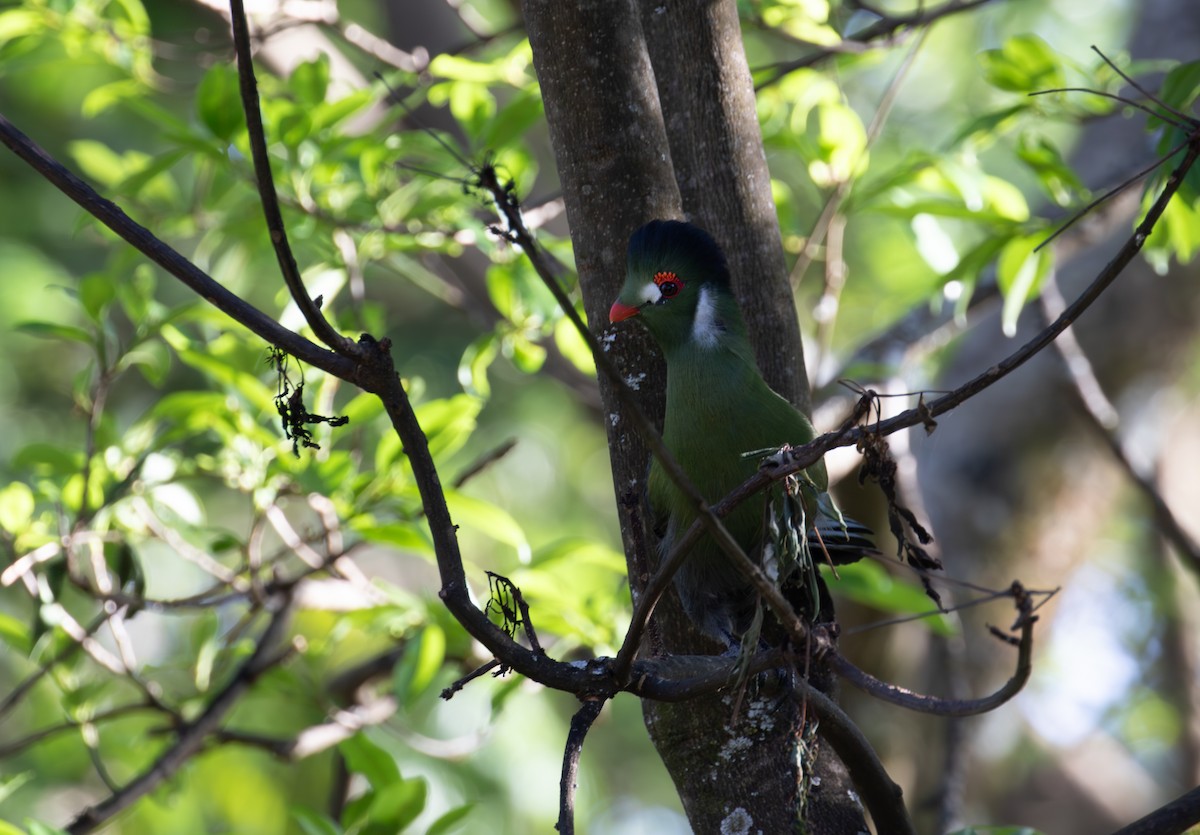 White-cheeked Turaco - simon walkley