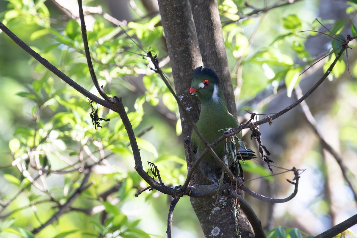 Turaco Cariblanco - ML618370778