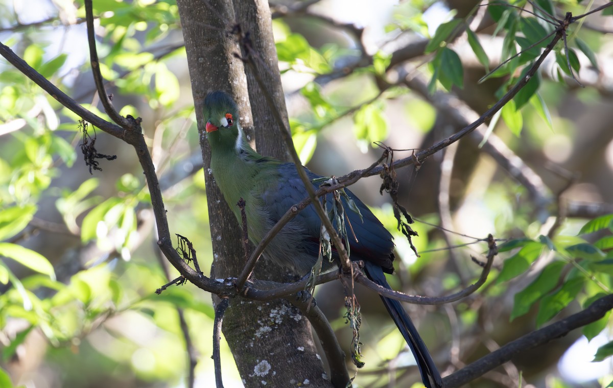 Turaco Cariblanco - ML618370780