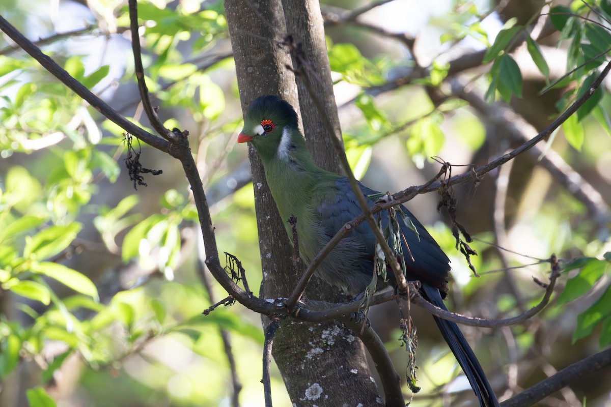 White-cheeked Turaco - ML618370781