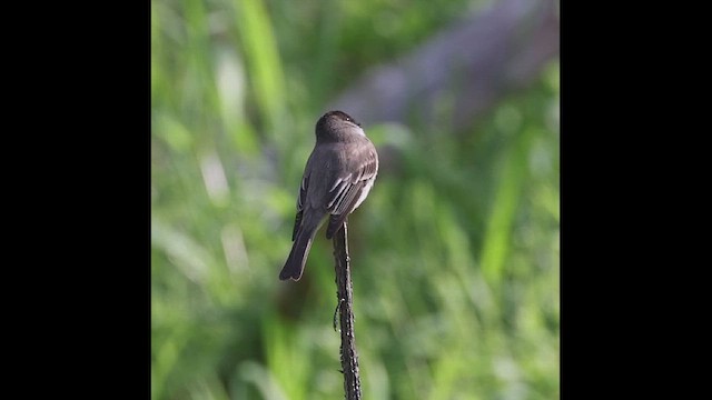 Eastern Phoebe - ML618370828