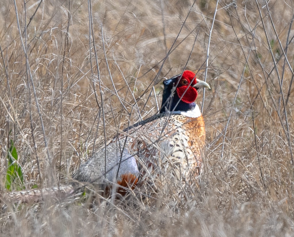 Ring-necked Pheasant - Kevin Rutherford