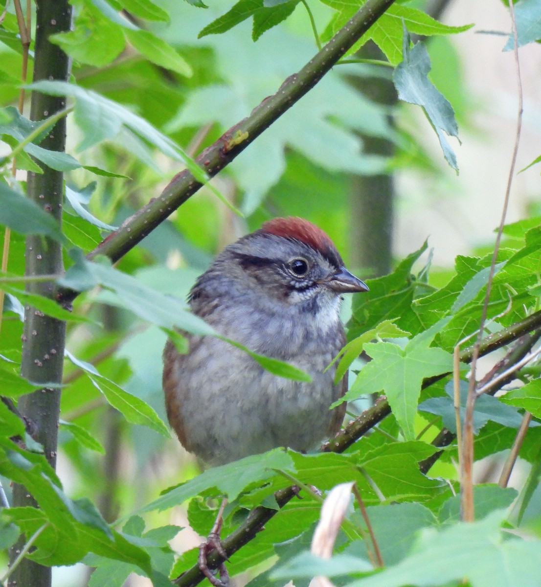 Swamp Sparrow - Nicole H