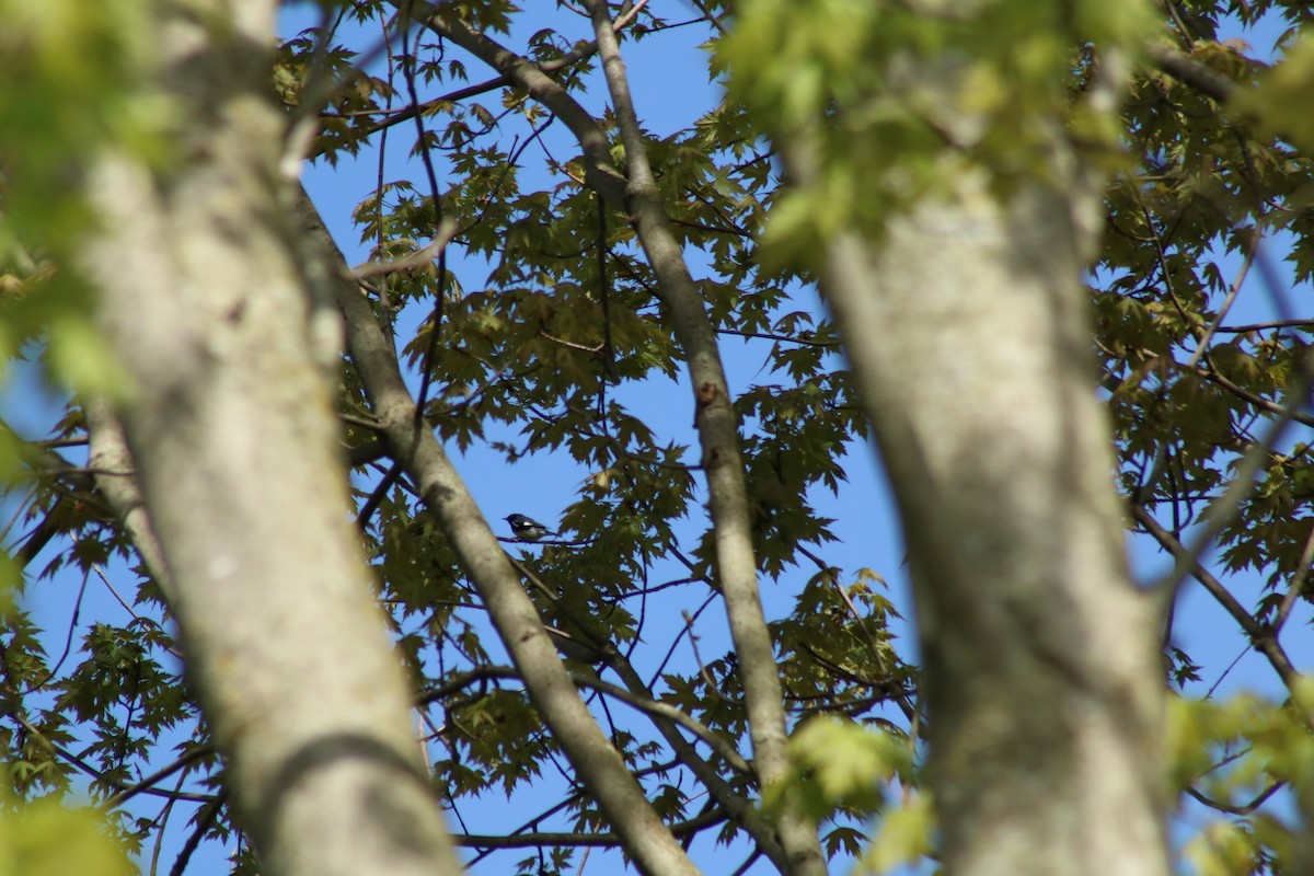 Black-throated Blue Warbler - ML618370850