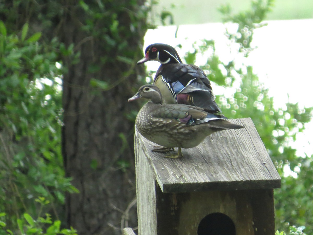 Wood Duck - ML618370868