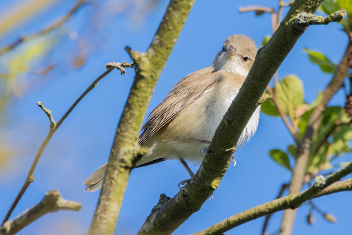 Garden Warbler - Jeff Hullstrung