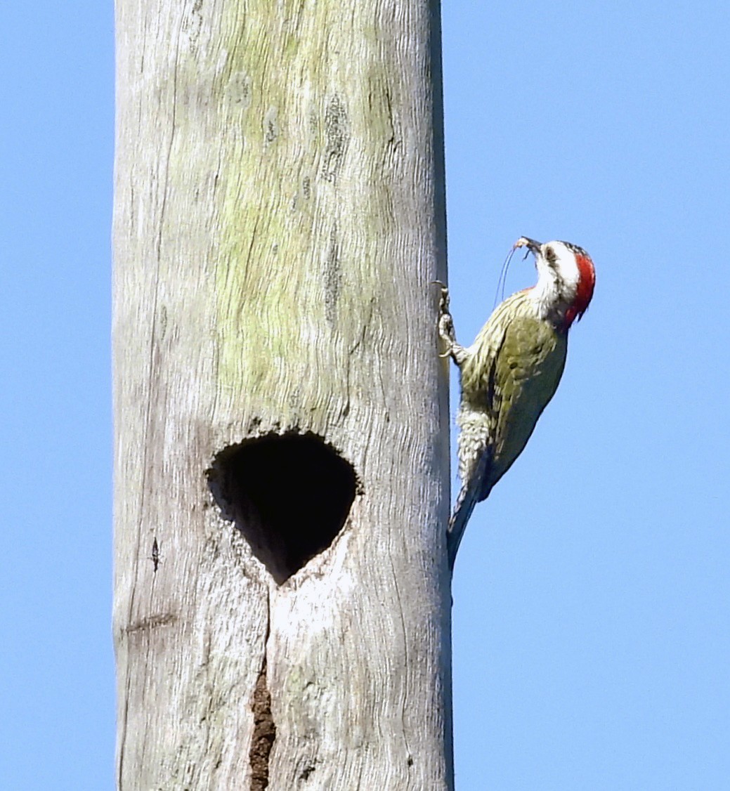 Cuban Green Woodpecker - Susan Fleck