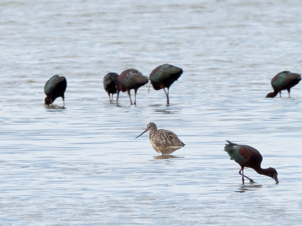 Marbled Godwit - Kevin Rutherford