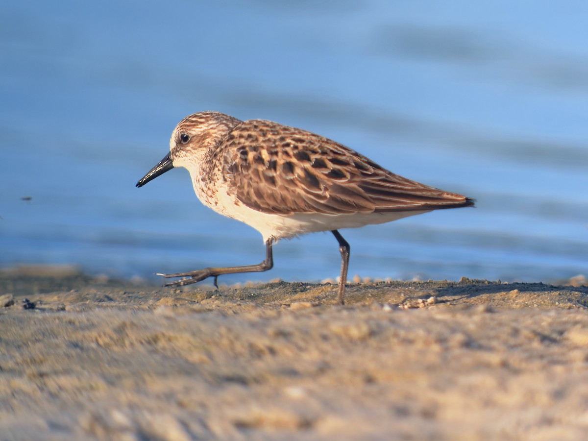 Semipalmated Sandpiper - Joe Hammond