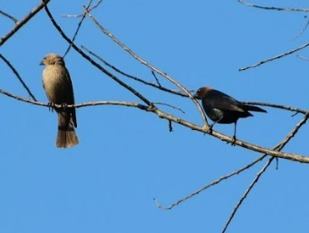 Brown-headed Cowbird - ML618371012