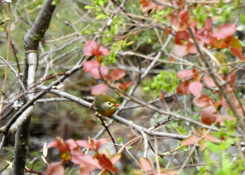 Red-billed Leiothrix - Rajaneesh  Ghadi