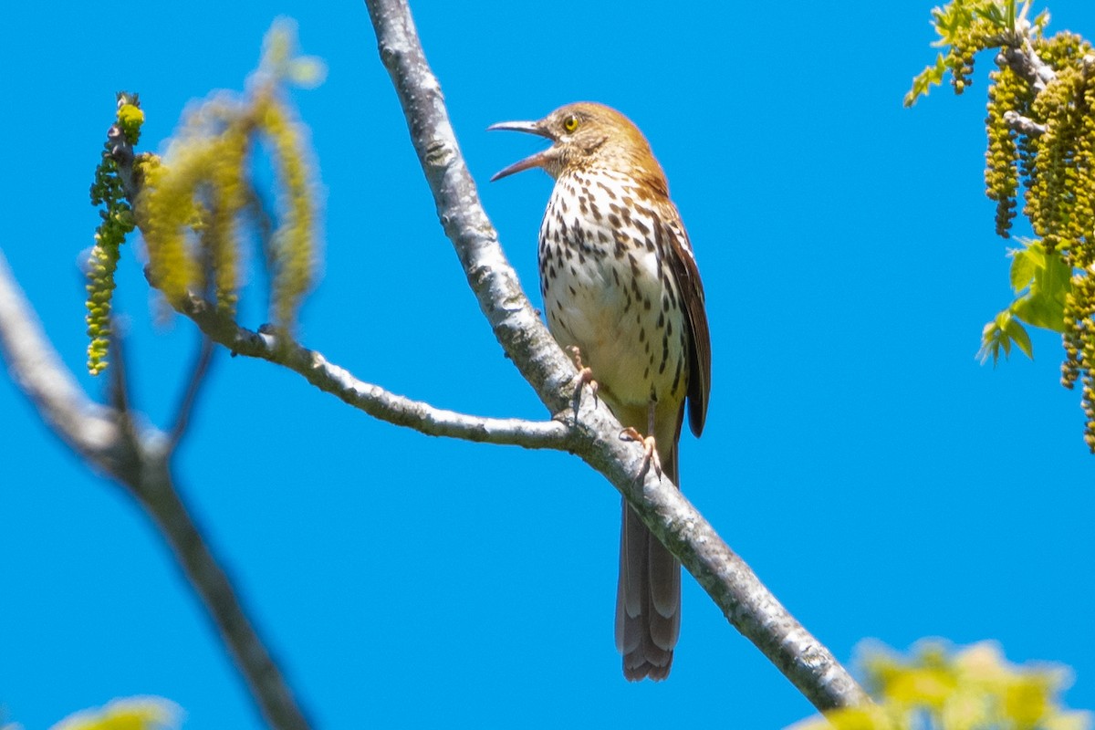 Brown Thrasher - ML618371031