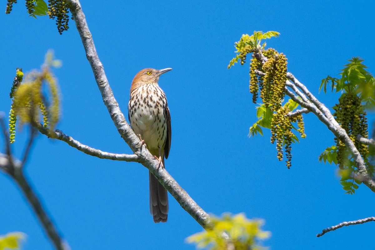 Brown Thrasher - ML618371032