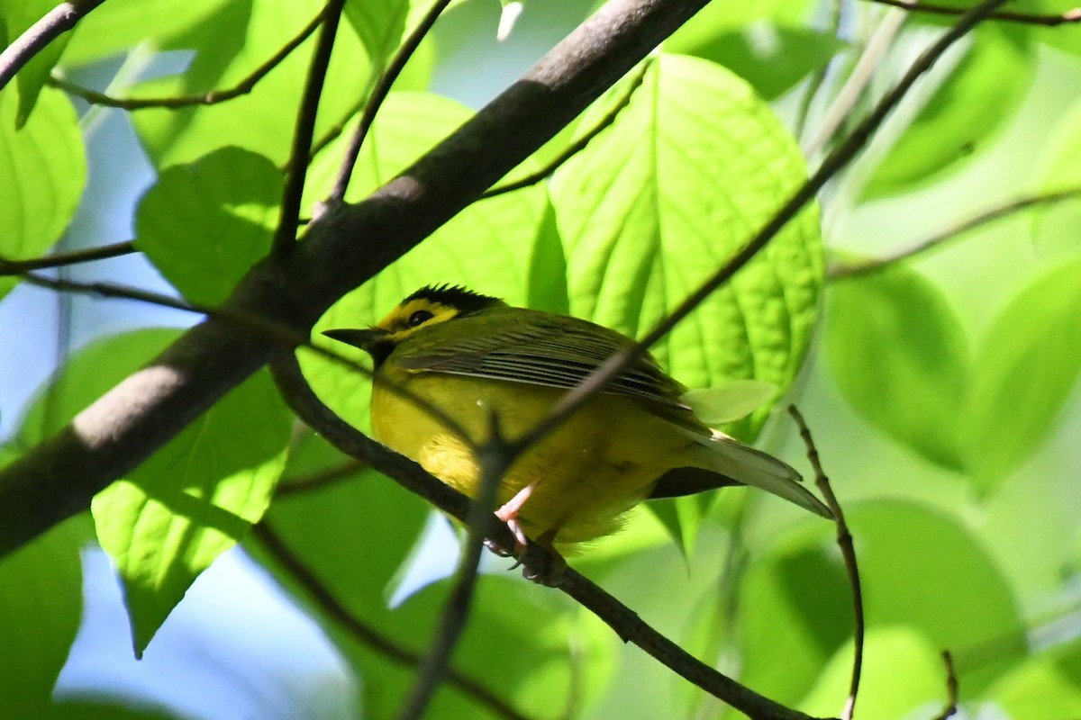 Hooded Warbler - ML618371040