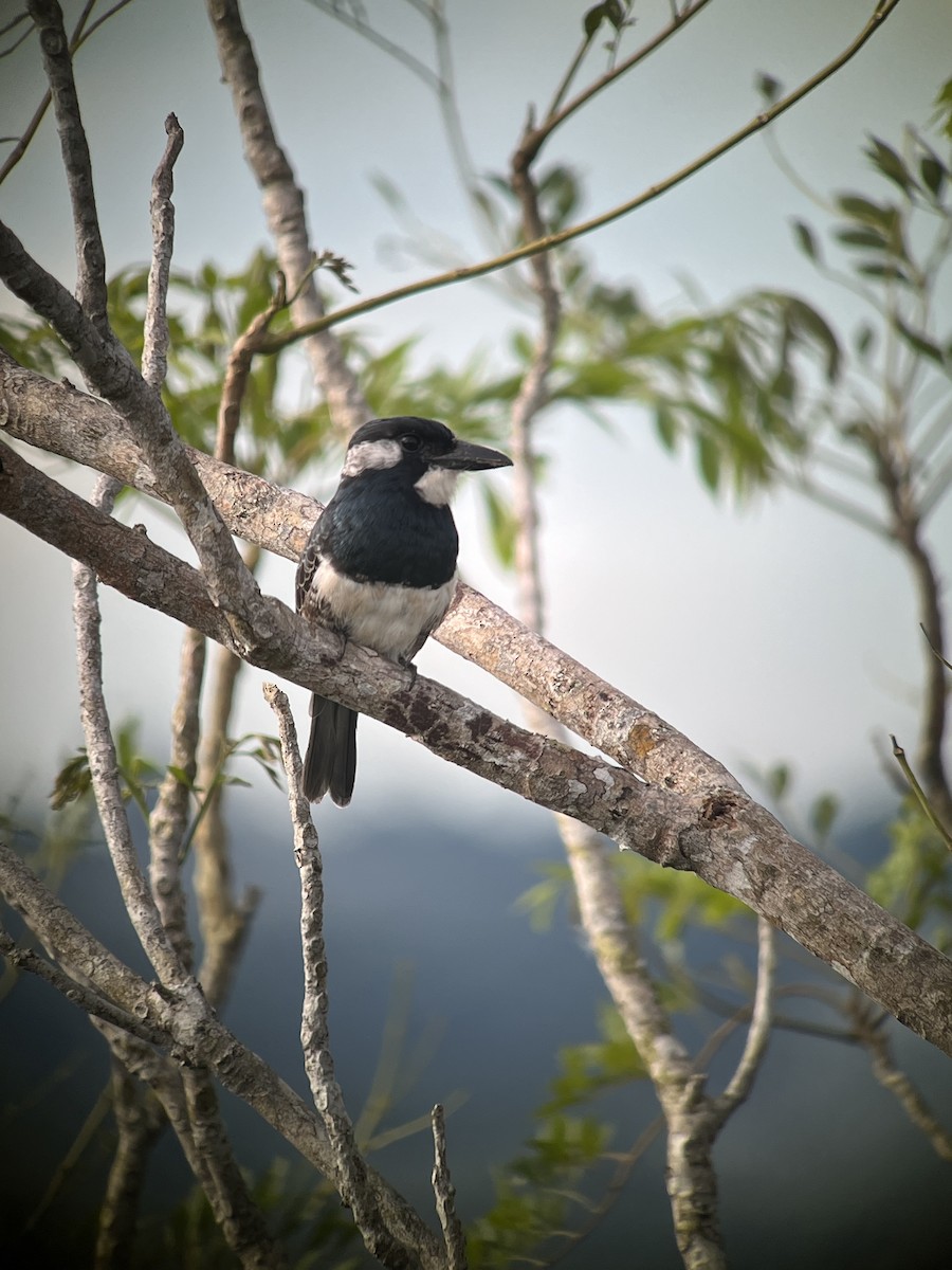 Black-breasted Puffbird - Brenda Sánchez