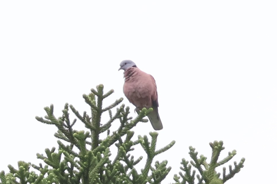 Red Collared-Dove - ML618371079
