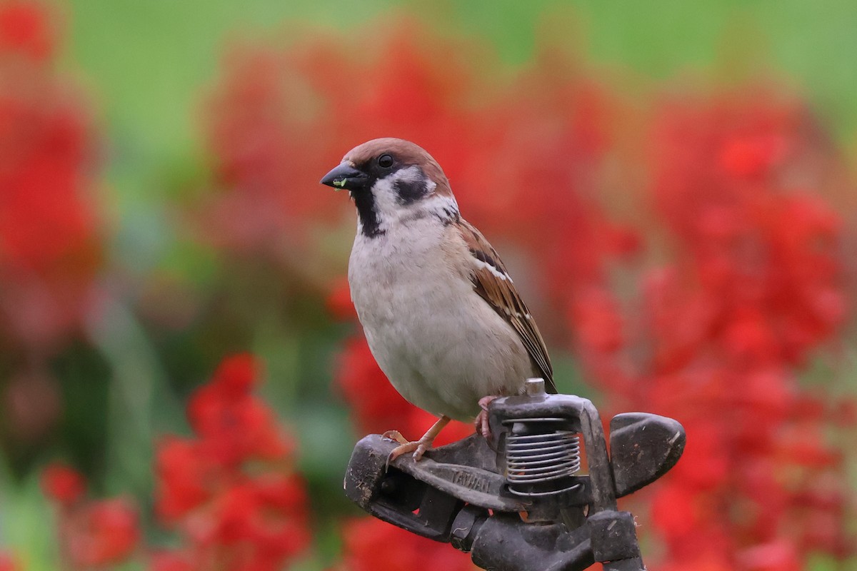 Eurasian Tree Sparrow - ML618371093