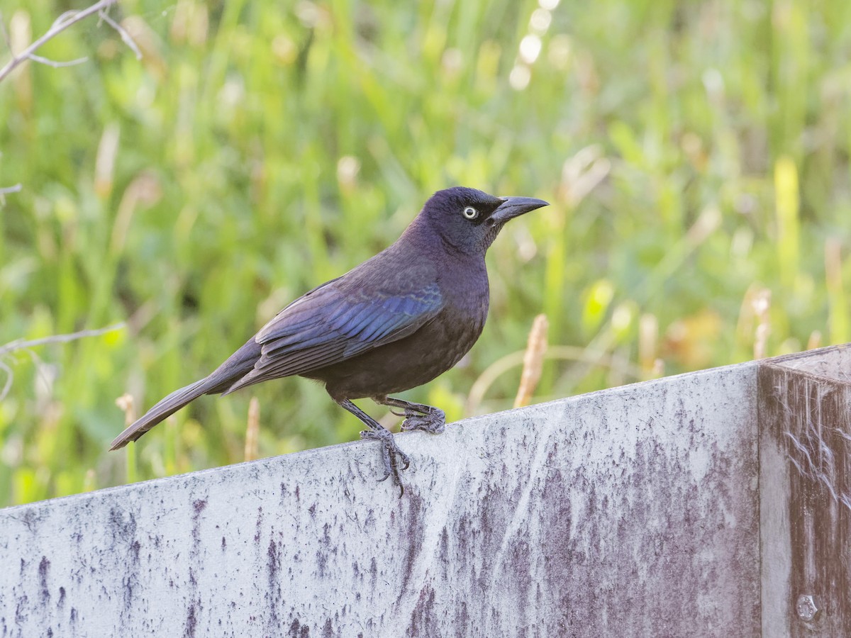 Common Grackle - Angus Wilson