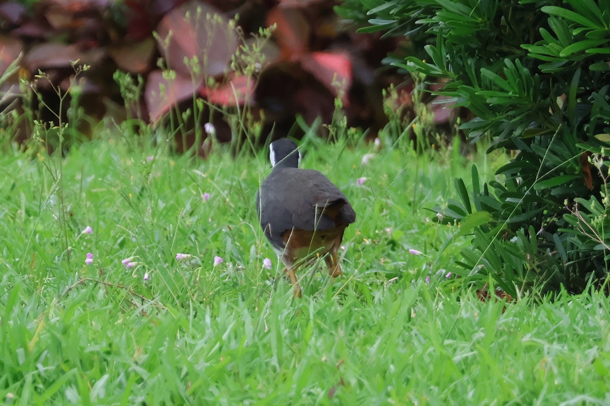 White-breasted Waterhen - Eric Cameron