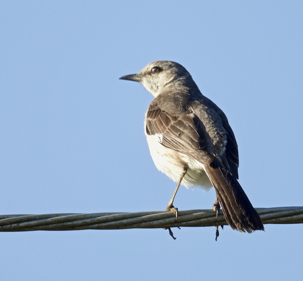 Northern Mockingbird - ML618371133