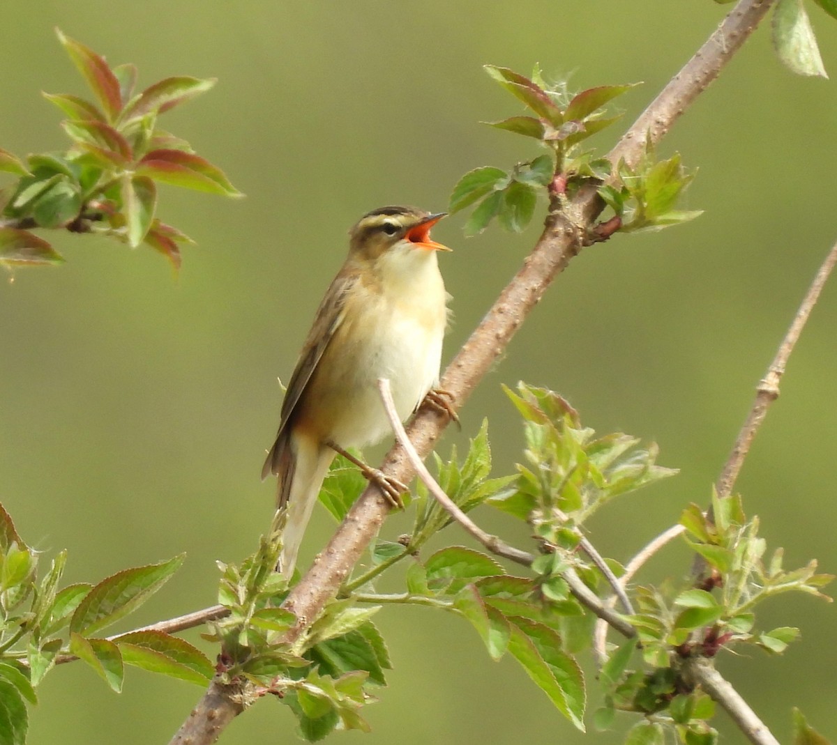 Sedge Warbler - ML618371175