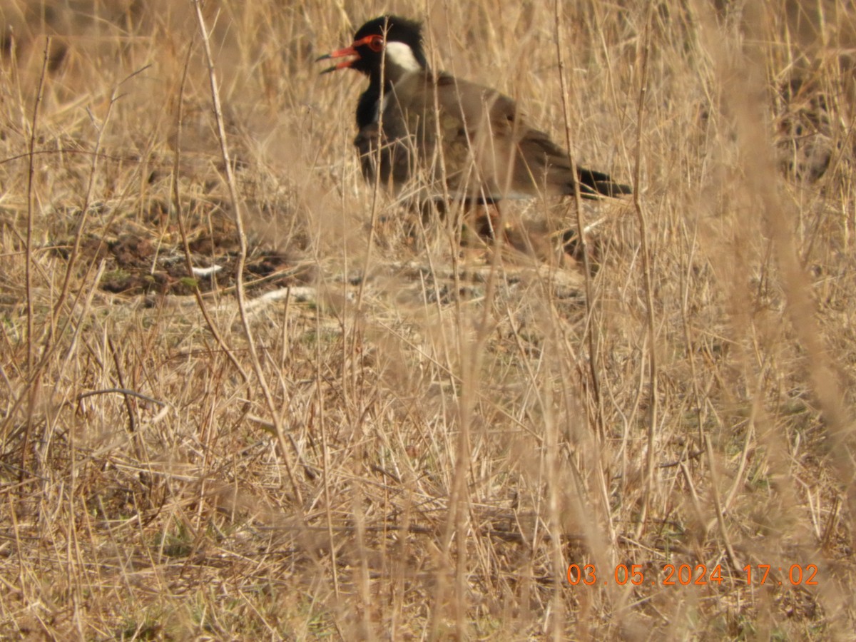 Red-wattled Lapwing - ML618371190