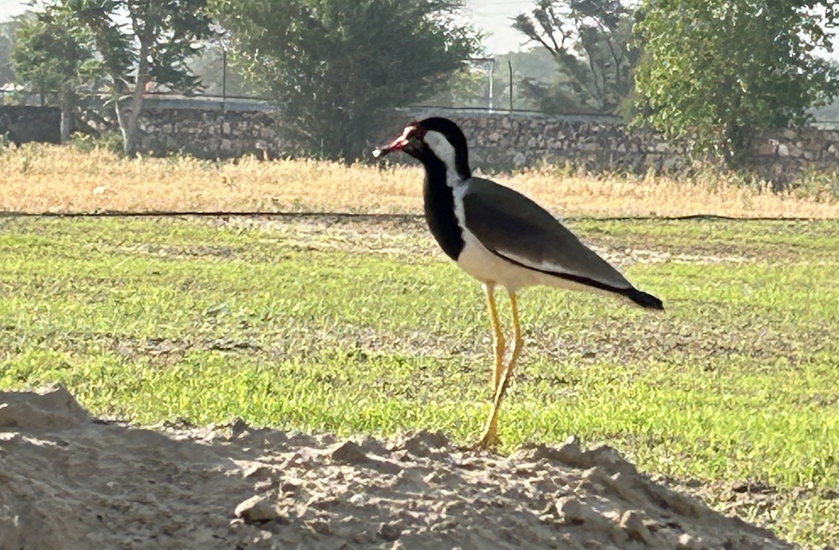 Red-wattled Lapwing - ML618371196