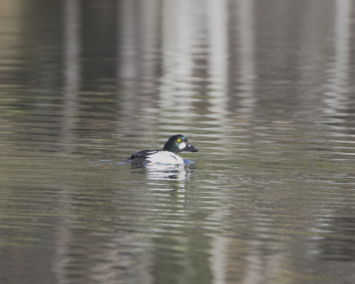 Common Goldeneye - ML618371198