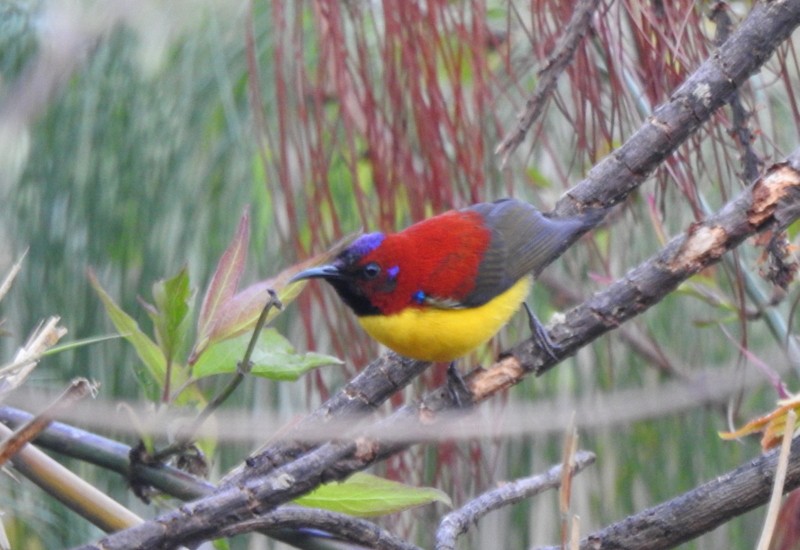 Mrs. Gould's Sunbird - Rajaneesh  Ghadi